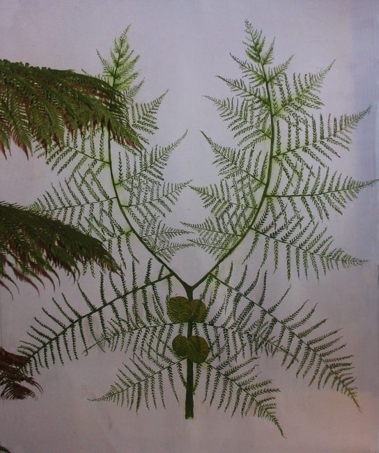Reconstructie Neuropteris-blad